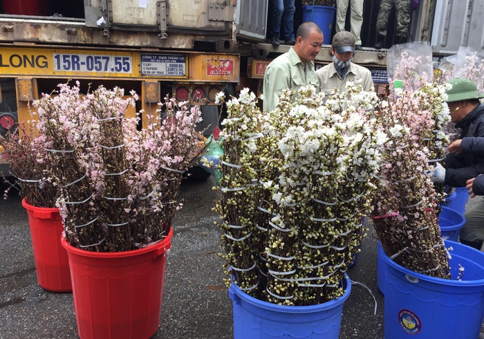 Năm nay, hoa anh đào sẽ có nhiều màu sắc khác nhau, nổi bật là màu hồng phai và màu trắng (ảnh: Như Hải). Năm nay, hoa anh đào sẽ có nhiều màu sắc khác nhau, nổi bật là màu hồng phai và màu trắng (ảnh: Như Hải).