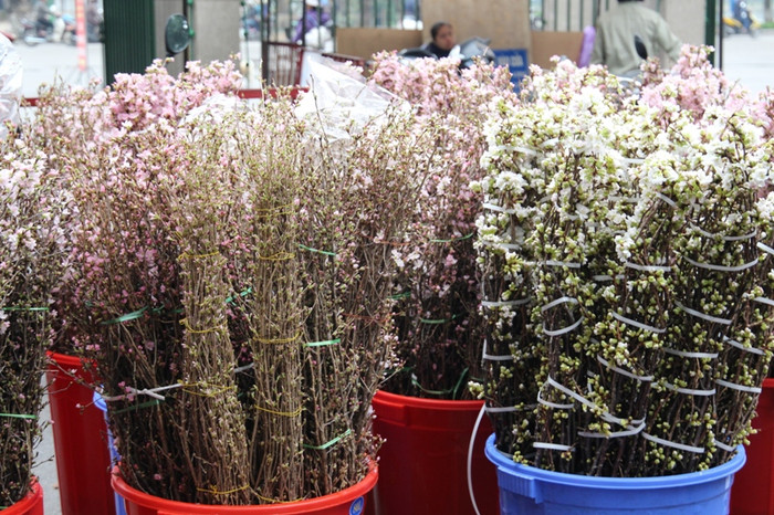 Số lượng lớn hoa anh đào mang về từ Nhật Bản sẽ là nguồn cảm hứng cho hàng triệu du khách ở Hà Nội trong những ngày này (ảnh: Như Hải). Số lượng lớn hoa anh đào mang về từ Nhật Bản sẽ là nguồn cảm hứng cho hàng triệu du khách ở Hà Nội trong những ngày này (ảnh: Như Hải).