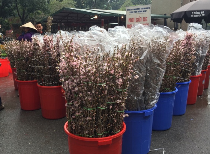 Hoa Anh Đào về Hà Nội vẫn giữ nguyên vẻ đẹp tự nhiên của nó như tại Nhật Bản (ảnh: Như Hải). Hoa Anh Đào về Hà Nội vẫn giữ nguyên vẻ đẹp tự nhiên của nó như tại Nhật Bản (ảnh: Như Hải).