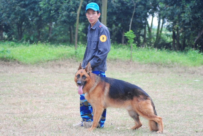 Một chú chó được cho là đắt giá khi nó phải hội tụ đầy đủ yếu tố phom dáng, mầu lông, chân kheo...