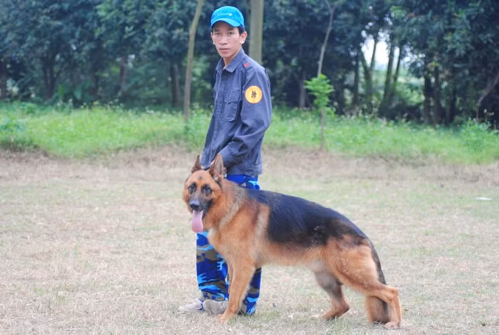 Một chú chó được cho là đắt giá khi nó phải hội tụ đầy đủ yếu tố phom dáng, mầu lông, chân kheo...