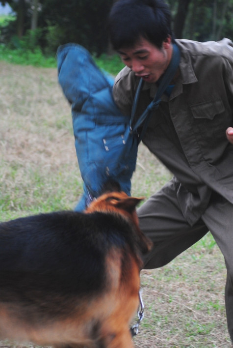Một tình huống huấn luyện chú Béc Giê lao đến chộp con mồi