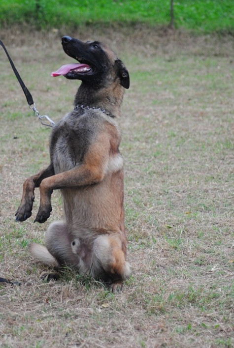 Kiểu chào, cùng việc biết nghe lời chủ là đặc điểm để đánh giá một chú Béc giê đắt giá