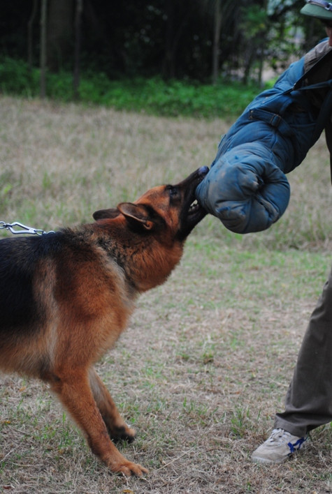 Khả năng chiến đấu, nghe lời chủ là một điểm mạnh của Béc giê
