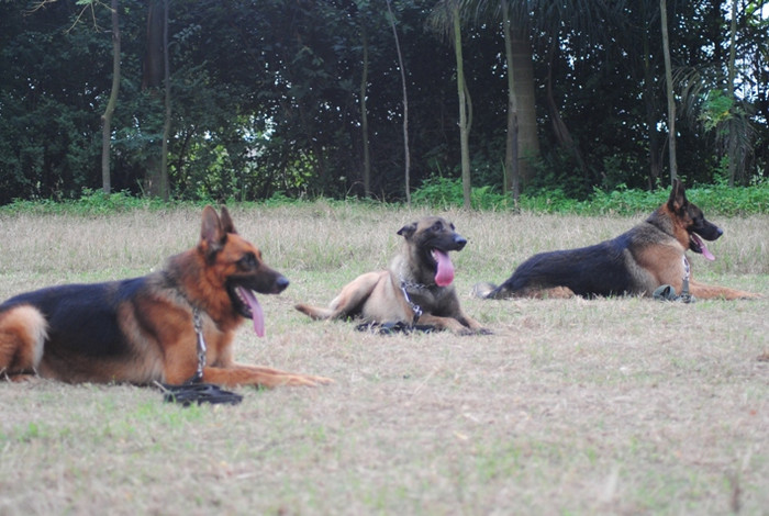 Ai muốn sở hữu ba chú chó Béc giê này phải chi hầu bao đến vài trăm triệu