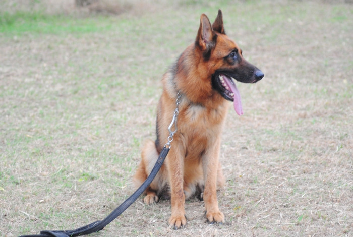 Chú Béc giê Bỉ cũng rất có giá, những người sành về loài khuyển này bật bí lực lượng an ninh Mỹ thường lựa chọn những chủ Béc giê Bỉ trong những nhiệm vụ bí mật.