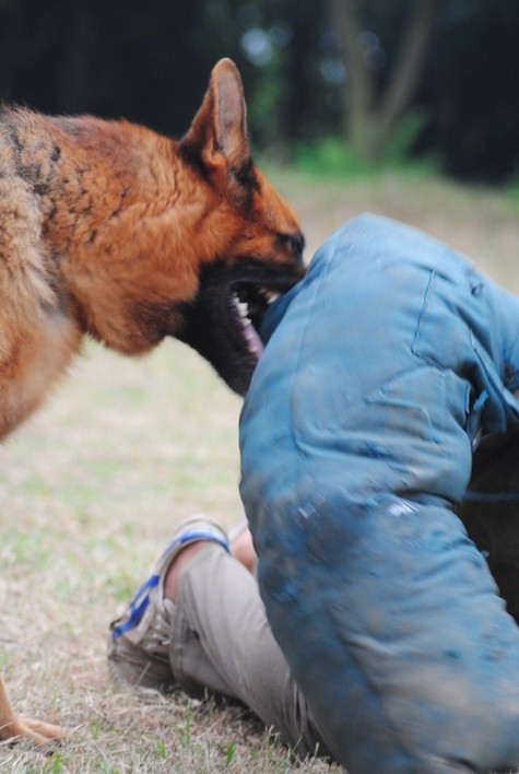 Một pha lao chiến cắn xé đối thủ của chú Béc giê