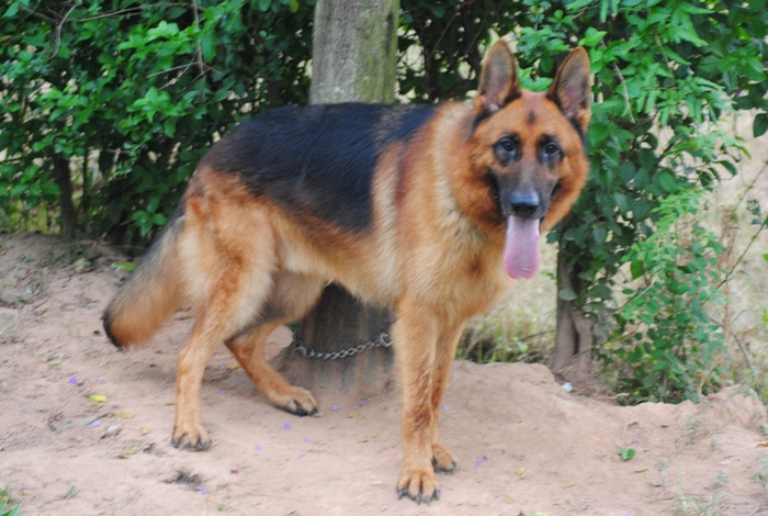 Nhìn vẻ ngoài hiền lành nhưng khi xông trận những chú Béc giê thực sự là những chiến binh