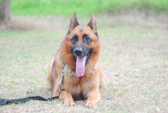 Những chú Béc giê Đức luôn có giá hơn các loại Béc giê khác