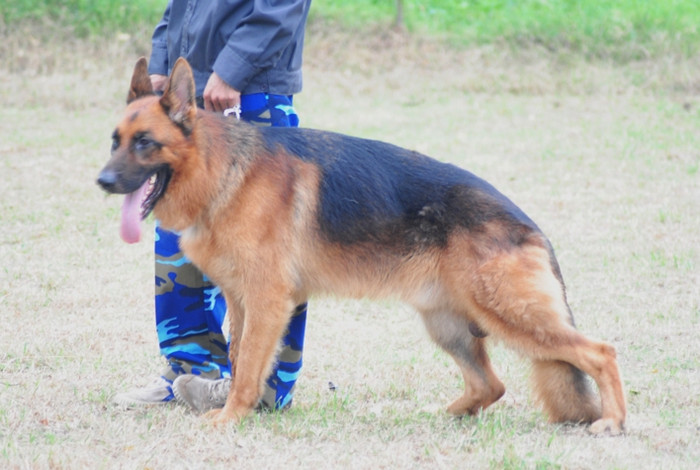 Phom dáng, tư thế chuẩn của chú Béc giê Đức