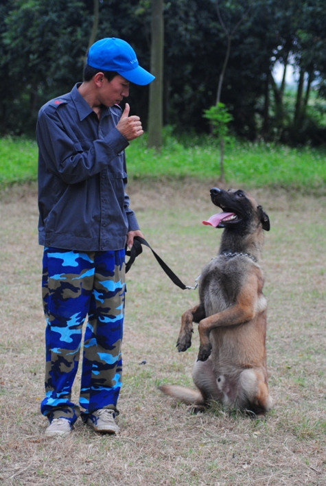 Một chủ Béc giê được xem là tốt khi biết nghe lời và được huấn luyện bài bản