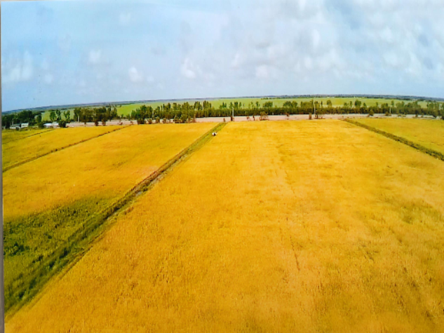 Cánh đồng mẫu lớn của Công ty Trung An (ảnh nguồn VinEco).