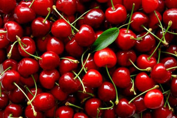 5. Anh đào (cherry): Lá anh đào có chứa các hợp chất có độ độc cao. Khi các hạt của quả anh đào bị nghiền nát, nhai, hoặc thậm chí bị trầy xước, chúng cũng sẽ sản sinh axit prussic (hydrogen cyanide). Tử vong do ăn anh đào rất hiếm nhưng chúng ta tuyệt đối không được nuốt hoặc nhai các hạt của chúng. 5. Anh đào (cherry): Lá anh đào có chứa các hợp chất có độ độc cao. Khi các hạt của quả anh đào bị nghiền nát, nhai, hoặc thậm chí bị trầy xước, chúng cũng sẽ sản sinh axit prussic (hydrogen cyanide). Tử vong do ăn anh đào rất hiếm nhưng chúng ta tuyệt đối không được nuốt hoặc nhai các hạt của chúng.