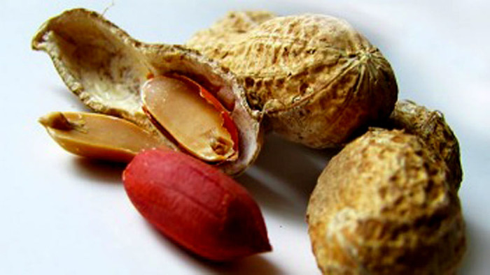 6. Lạc: Có rất nhiều người do vô tình ăn phải “một miếng nhỏ” của loại đậu này mà họ đã vĩnh viễn mất đi cuộc sống. Cụm từ “dị ứng đậu phộng” xuất hiện khi hệ miễn dịch “sai lầm” trong việc nhận biết đậu phộng như là một chất có hại cho cơ thể. Từ đó tiết ra những chất bất lợi khác nhau cho các cơ quan nội tạng và các hệ thống khác. Đây là phản ứng sốc phản vệ, gây cho người bệnh cảm giác thở khó và nuốt khó, nôn mửa, chóng mặt, huyết áp giảm xuống rất thấp, dẫn tới bất tỉnh nhân sự. Nếu không được điều trị sớm sẽ dẫn đến tử vong. 6. Lạc: Có rất nhiều người do vô tình ăn phải “một miếng nhỏ” của loại đậu này mà họ đã vĩnh viễn mất đi cuộc sống. Cụm từ “dị ứng đậu phộng” xuất hiện khi hệ miễn dịch “sai lầm” trong việc nhận biết đậu phộng như là một chất có hại cho cơ thể. Từ đó tiết ra những chất bất lợi khác nhau cho các cơ quan nội tạng và các hệ thống khác. Đây là phản ứng sốc phản vệ, gây cho người bệnh cảm giác thở khó và nuốt khó, nôn mửa, chóng mặt, huyết áp giảm xuống rất thấp, dẫn tới bất tỉnh nhân sự. Nếu không được điều trị sớm sẽ dẫn đến tử vong.