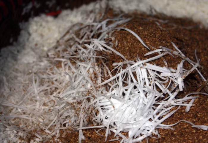 Xôi vừng dừa cũng vậy, phải cho vào cùng nhau và trộn đều trước khi cho vào xoong hấp.