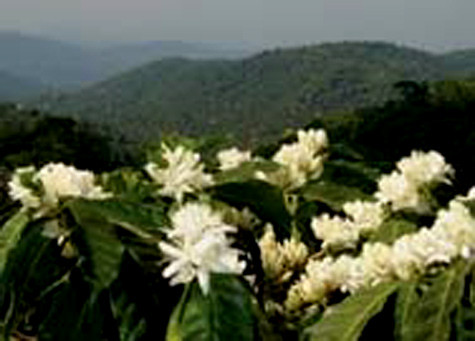 Hòa mình trong không gian xanh, ngắm những cây cà phê cổ để tìm hiểu giá trị văn hóa Tây Nguyên, vùng đất “vàng đen” mầm của sự thịnh vượng và bền vững. Hòa mình trong không gian xanh, ngắm những cây cà phê cổ để tìm hiểu giá trị văn hóa Tây Nguyên, vùng đất “vàng đen” mầm của sự thịnh vượng và bền vững.