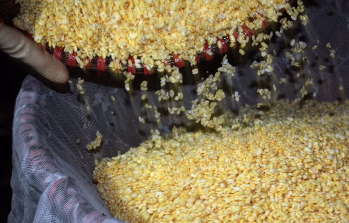 Quá trình trộn đỗ và gạo nếp phải thật đều, xóc đi xóc lại nhiều lần cho gạo và đỗ đều nhau, có vậy xôi nấu lên mới ngon, mới tơi và không bị nát.