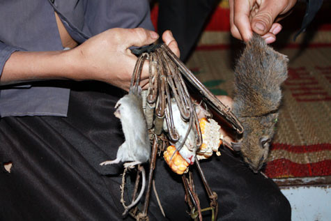 3 con chuột này được làm thức ăn cho 6 em học sinh. Tuy nhiên, không phải bữa nào các em cũng được ăn thịt chuột. 3 con chuột này được làm thức ăn cho 6 em học sinh. Tuy nhiên, không phải bữa nào các em cũng được ăn thịt chuột.