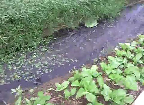 Mỗi ngày khu vực trồng rau này cho ra thị trường khoảng 500 mớ rau muống và rau cải. Cách địa điểm rửa rau chưa đầy 10 mét, những váng nước trong rãnh sủi bọt đen sau trận mưa lại gặp nắng. Rãnh nước đen ngòm này là nguồn nưới tưới và rửa rau duy nhất của hơn 200 hộ dân tại xã Sơn Đồng huyện Hoài Đức, Hà Nội. (Ảnh: Giáo Dục Việt Nam).