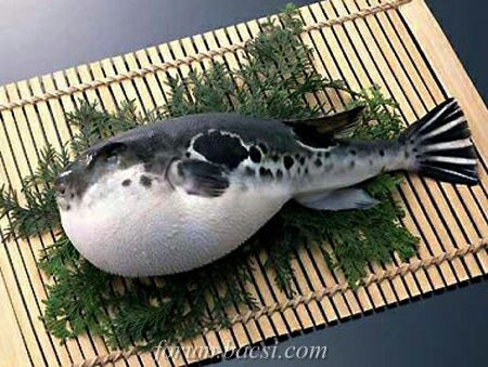 1. Cá nóc: Chứa một lượng chất độc tetrodoxin gây chết người trong các cơ quan nội tạng, đặc biệt là gan, buồng trứng và da. Chất tetrodoxin này độc hại gấp 1.250 lần chất độc của Cyanide. Khi người ăn bị trúng độc, bắp thịt bị co cứng, đầu óc choáng váng, cơ thể rã rời, nhức đầu, nôn mửa, khó thở. Khoảng 60 – 80% nạn nhân sẽ tử vong trong vòng 4 – 6 giờ. Hiện nay khoa học vẫn chưa tìm ra thuốc giải độc tố này. 1. Cá nóc: Chứa một lượng chất độc tetrodoxin gây chết người trong các cơ quan nội tạng, đặc biệt là gan, buồng trứng và da. Chất tetrodoxin này độc hại gấp 1.250 lần chất độc của Cyanide. Khi người ăn bị trúng độc, bắp thịt bị co cứng, đầu óc choáng váng, cơ thể rã rời, nhức đầu, nôn mửa, khó thở. Khoảng 60 – 80% nạn nhân sẽ tử vong trong vòng 4 – 6 giờ. Hiện nay khoa học vẫn chưa tìm ra thuốc giải độc tố này.