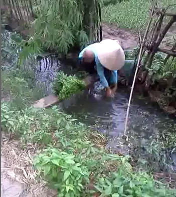 Người phụ nữ rửa rau cho biết, hằng ngày gia đình chị thu mua bán ra thị trường khoảng 300 mớ rau, đều được thu hái từ các vườn bên trên và mang xuống rãnh nước này để rửa cho tươi rồi mang đi chợ bán luôn. Một số lái buôn ở khu Cầu Giấy cũng vẫn thường đặt rau muống từ chỗ chị.