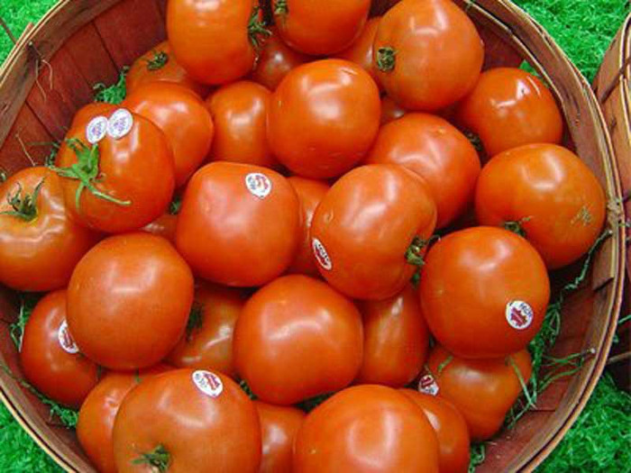 13. Thân và lá cà chua: Cà chua thường được đi kèm sa lát, bánh mì kẹp thịt. Cà chua giúp điều trị một số bệnh như huyết áp cao và bệnh tim. Tuy nhiên, thân cây cà chua và lá chứa glycoalkoloids độc hại gây đau đầu, đau dạ dày, mất cảm giác và ức chế hô hấp. 13. Thân và lá cà chua: Cà chua thường được đi kèm sa lát, bánh mì kẹp thịt. Cà chua giúp điều trị một số bệnh như huyết áp cao và bệnh tim. Tuy nhiên, thân cây cà chua và lá chứa glycoalkoloids độc hại gây đau đầu, đau dạ dày, mất cảm giác và ức chế hô hấp.