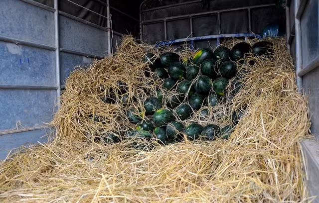 Những chiếc xe tải đưa dưa hấu từ nơi đầu mối về đổ buôn cho các tiểu thương trên vỉa hè với giá từ 3.000 – 5.000 đồng/kg.