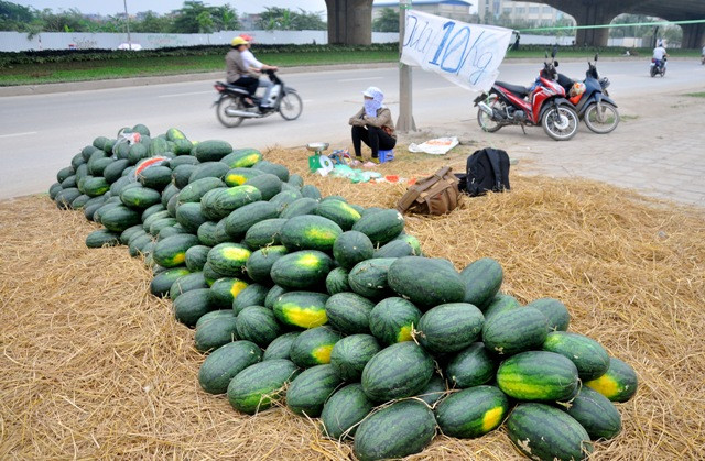 Những tiểu thương bán dưa ở đây đa phần là người từ Hưng Yên đến. Mỗi phần diện tích trên vỉa hè để bán dưa phải thuê mất 2 triệu đồng. Những tiểu thương bán dưa ở đây đa phần là người từ Hưng Yên đến. Mỗi phần diện tích trên vỉa hè để bán dưa phải thuê mất 2 triệu đồng.