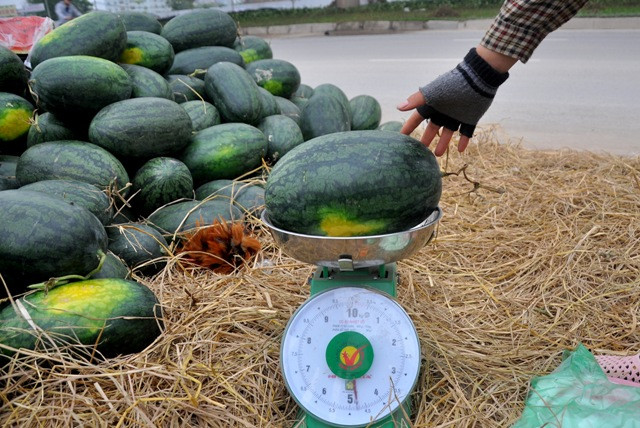 Với những quả dưa từ 3-5 kg thì người mua cũng chỉ mất dưới 50.000 đồng. Với những quả dưa từ 3-5 kg thì người mua cũng chỉ mất dưới 50.000 đồng.