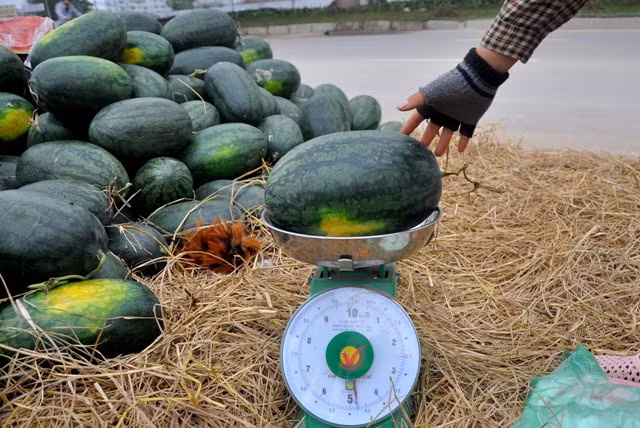 Với những quả dưa từ 3-5 kg thì người mua cũng chỉ mất dưới 50.000 đồng.