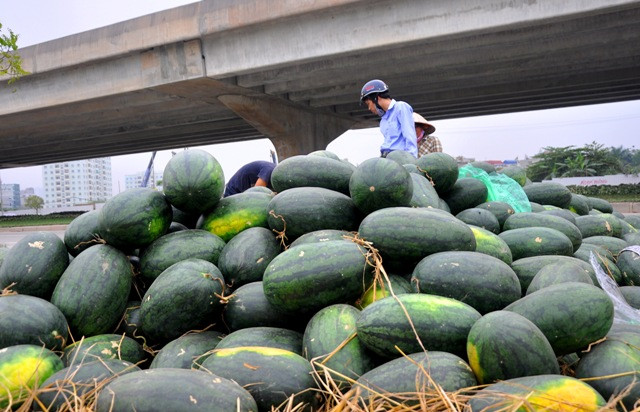 Hàng tấn dưa hấu phơi nắng, phơi gió xếp thành đống trên vỉa hè đợi người mua. Hàng tấn dưa hấu phơi nắng, phơi gió xếp thành đống trên vỉa hè đợi người mua.