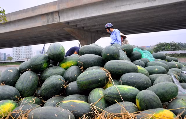 Hàng tấn dưa hấu phơi nắng, phơi gió xếp thành đống trên vỉa hè đợi người mua.