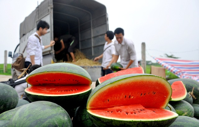 Theo các tiểu thương bán dưa hấu ở đây cho biết, dưa hấu họ bán thường được nhập ở Sài Gòn về. Nhưng nhiều người lại nghĩ lượng dưa hấu này có nguồn gốc từ cửa khẩu Tân Thanh (Lạng Sơn) đổ về. Theo các tiểu thương bán dưa hấu ở đây cho biết, dưa hấu họ bán thường được nhập ở Sài Gòn về. Nhưng nhiều người lại nghĩ lượng dưa hấu này có nguồn gốc từ cửa khẩu Tân Thanh (Lạng Sơn) đổ về.