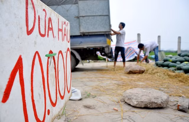 Tuy nhiên, cộng trừ các chi phí để được bán dưa, các tiểu thương bán ra tới khách hàng với giá đồng loạt là 10.000 đồng/kg.