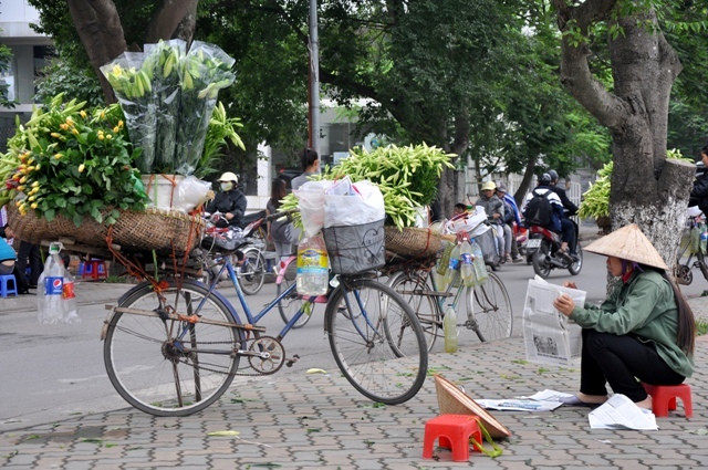 Loài hoa loa kèn thường chỉ nở rộ trong khoảng một tháng ngắn ngủi, nên người yêu hoa cũng… vội vã.