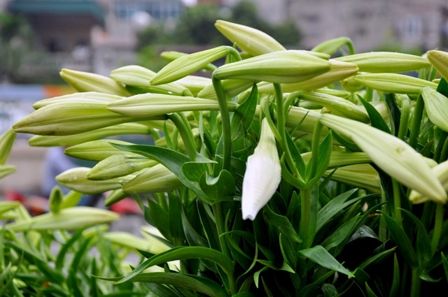Trắng tinh khôi, tao nhã, mùi thơm nhẹ nhàng thanh khiết hút hồn bao lòng người yêu hoa.