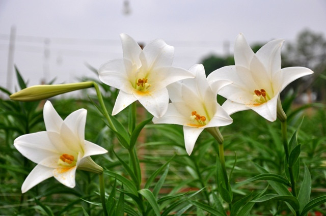 Giữa cái thời khắc chuyển giao giữa mùa xuân sang hạ thì hoa loa kèn lại nở xòe làm xao xuyến lòng người.