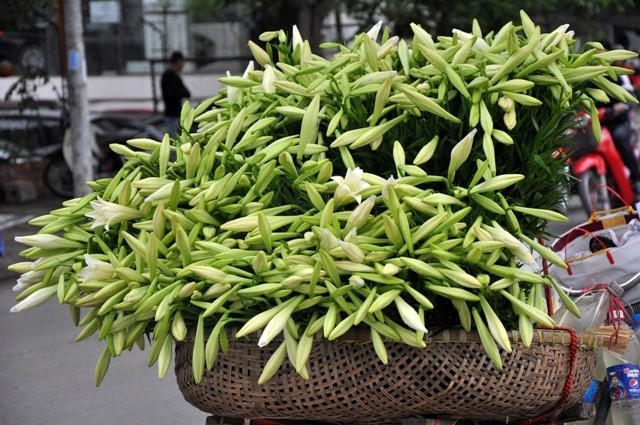 Những làn hoa loa kèn như tô điểm hương vị tháng 4 cho Thủ đô mến yêu.