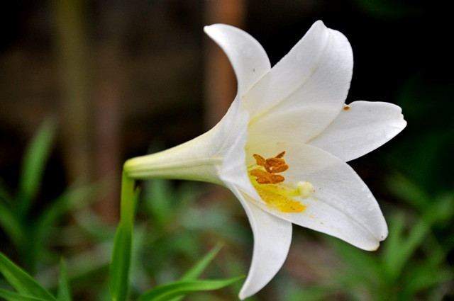 Màu trắng tinh khôi của hoa loa kèn như làm dịu đi cái không khí ồn ào đường phố