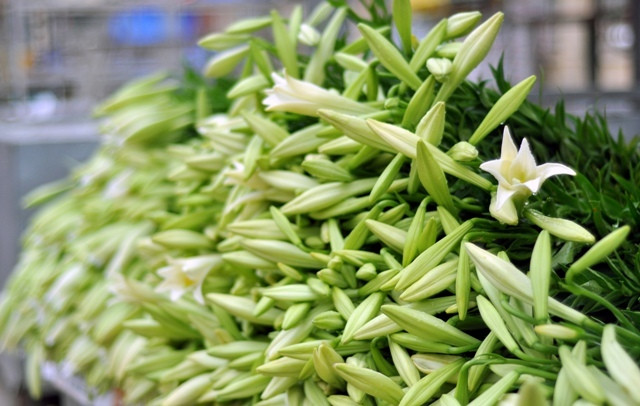 Hoa loa kèn nở trắng tinh khôi giữa phố phường.