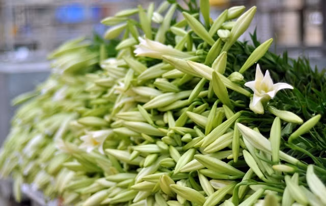 Hoa loa kèn nở trắng tinh khôi giữa phố phường.