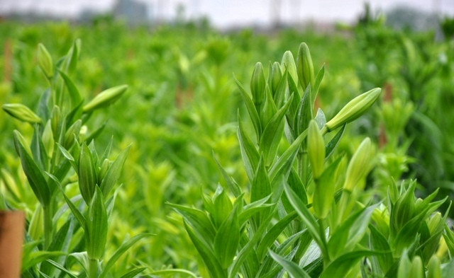 Hà Nội được coi là xứ sở của loài hoa loa kèn trên các cánh đồng hoa Tây Tựu, Nhật Tân, Mê Linh….