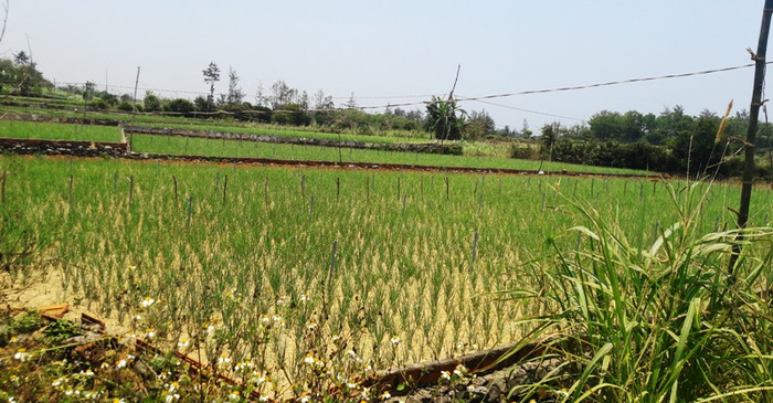 Nhiều diện tích đất trồng tỏi (nghề chính của người dân thôn Thanh Thủy, Bình Hải) sẽ bị giải tỏa, nhường chỗ cho sân golf và các khu nhà biệt thự.