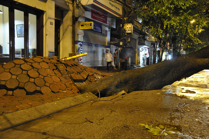 Các phương tiện như: xe khách, xe buýt… không thể lưu thông quan đoạn này vì vướng thân cây. Các phương tiện như: xe khách, xe buýt… không thể lưu thông quan đoạn này vì vướng thân cây.