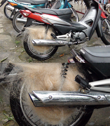 Những chiếc xe dính lưới