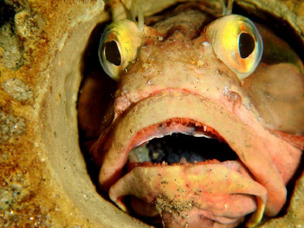 1. Cá Fringehead Khuôn mặt lúc bình thường của loài cá này trông khá là kì cục nhưng khi phát hiện ra con mồi, mặt của chúng nhanh chóng “biến dạng”. Khi con mồi chỉ còn cách vài gang tay, nó mở to miệng hết cỡ, điều này làm khuôn mặt nó méo mó, biến dạng.