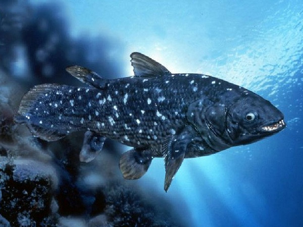 5. Cá vây tay Loài cá vây tay này thuộc loài cá vây tay cổ đại sống ở đại dương từ 50 triệu năm trước. Chúng có kích thước nhỏ, đa dạng về màu sắc và có vẻ như thích đi bộ hơn là bơi lội. Chúng chỉ được tìm thấy ở miền Đông và Nam Australia với số lượng vô cùng ít ỏi.