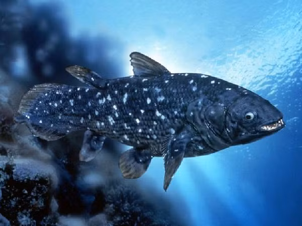 5. Cá vây tay Loài cá vây tay này thuộc loài cá vây tay cổ đại sống ở đại dương từ 50 triệu năm trước. Chúng có kích thước nhỏ, đa dạng về màu sắc và có vẻ như thích đi bộ hơn là bơi lội. Chúng chỉ được tìm thấy ở miền Đông và Nam Australia với số lượng vô cùng ít ỏi.