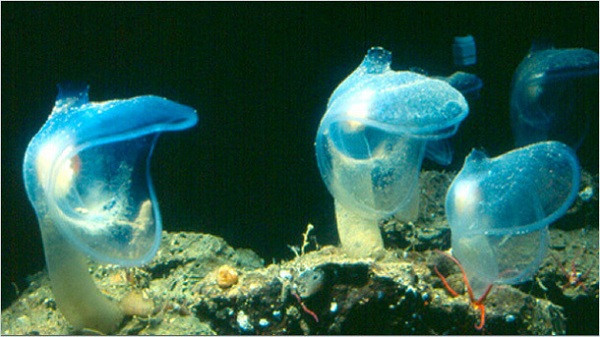 2. Tunicate Sinh vật này trông giống một loại cây ma quái được tạo ra từ vụ va chạm với các hành tinh trong bộ phim khoa học viễn tưởng. Thực ra, đây không phải là cây mà là một loài động vật cùng họ với mực biển, chúng ăn thịt và có cách săn mồi vô cùng độc đáo. Chúng cắm toàn thân sâu dưới đất, đợi chờ con mồi đi qua rồi há miệng để nuốt con mồi. Nhờ vô số sợi đốt có chất độc trong miệng, con mồi nhanh chóng tê liệt và trở thành thức ăn ngon lành cho chúng. Ngoài ra khi không có đồng loại xung quanh để giao cấu, sinh vật kì dị này còn có thể tự giao phối để tạo ra những thế hệ đáng sợ tiếp theo.