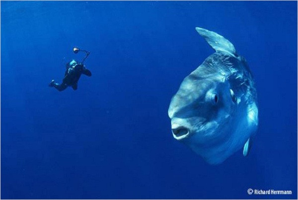 4. Cá Mặt trăng Là loài cá biển có màu sắc sặc sỡ sống ngoài đại dương, thường lặn dưới nơi nước sâu, nơi có nhiệt độ thấp. Vì có hình dạng tròn lủng nên chúng trông y hệt một... "chị Hằng" đang di chuyển dưới đáy đại dương vậy.